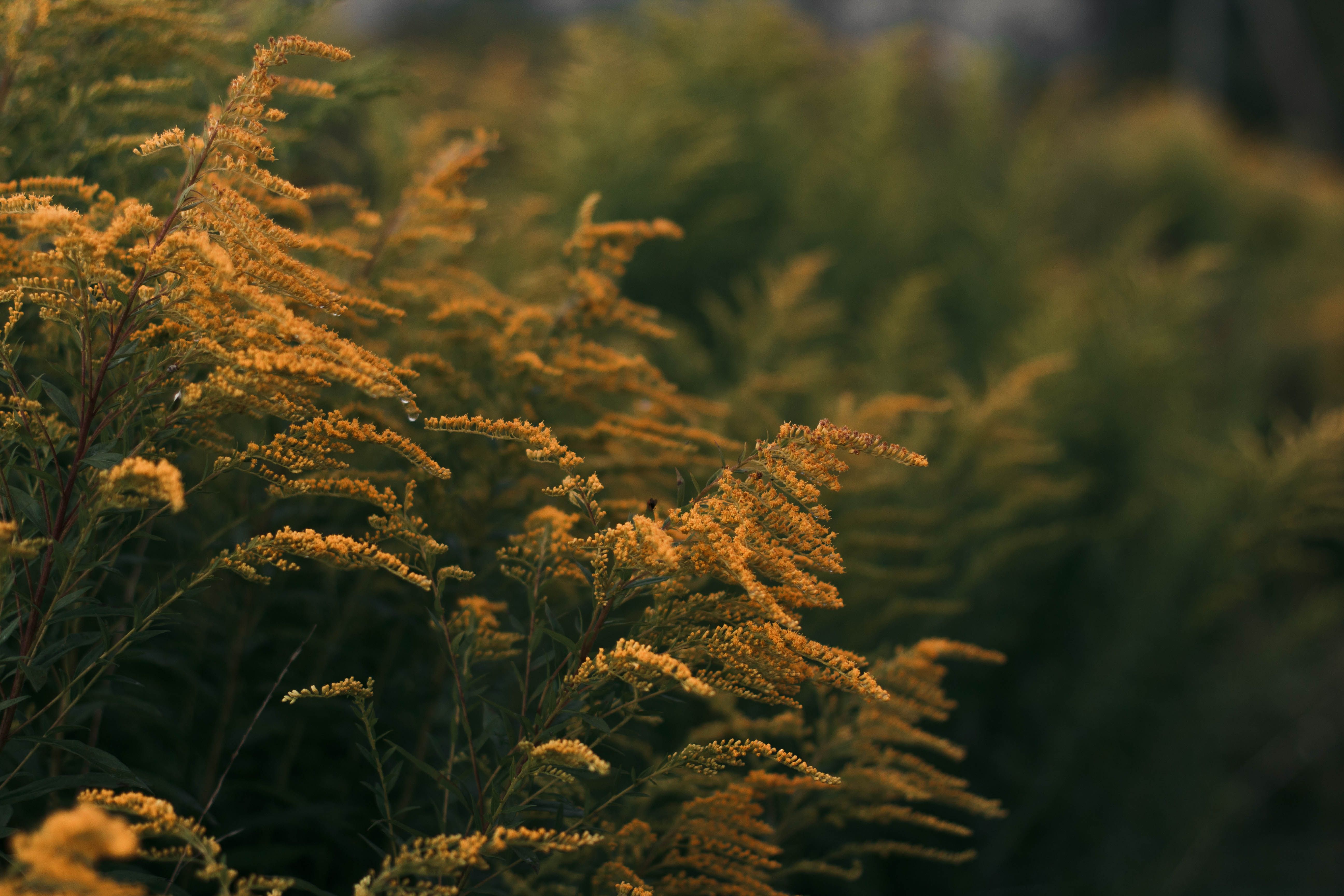 A tranquil scene of golden wildflowers in a lush field, capturing the essence of autumn's warm tones.